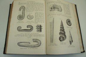 VOGT C. - Lehrbuch der Geologie und Petrefaktenkunde. 2 Bände